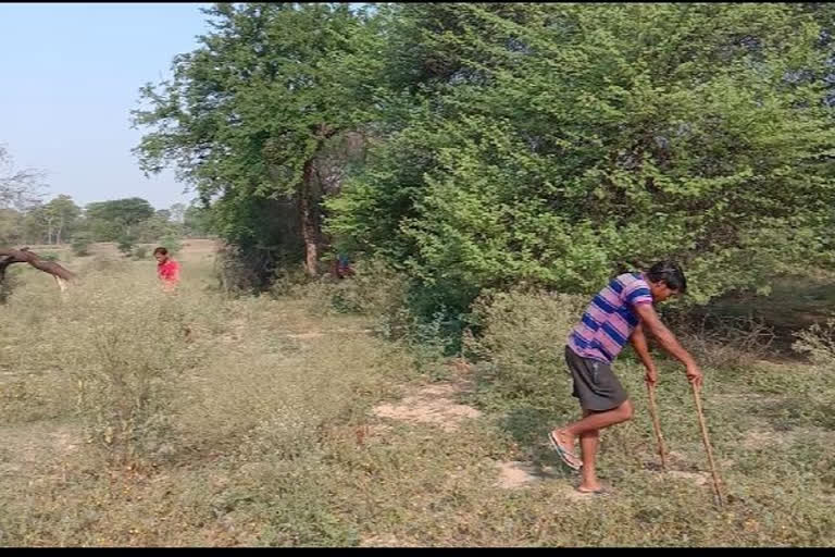 putidih  sarpanch cut down the tree at jajgir champa