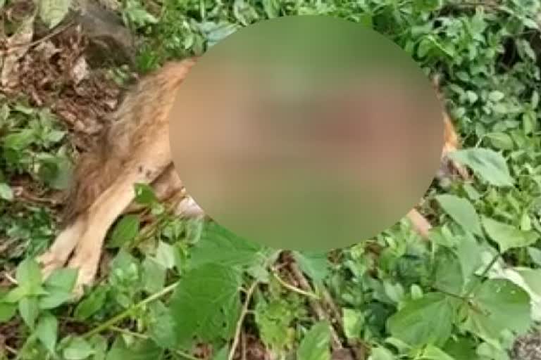 unknown creature  Attack of the unknown  locals panic  panic  അജ്ഞാത ജീവി  അജ്ഞാത ജീവിയുടെ ആക്രമണം  നാട്ടുകാര്‍ ഭീതിയില്‍  നാട്ടുകാര്‍  കോതമംഗലം  പണ്ടാരൻ സിറ്റി