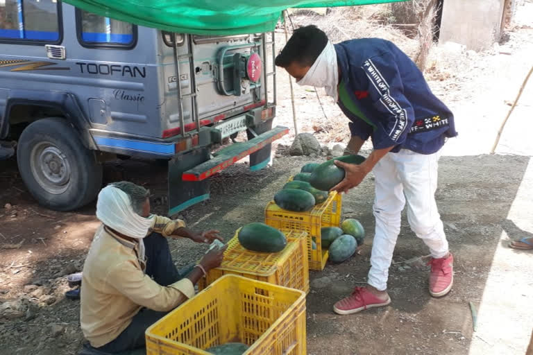 farmer-became-self-dependent-by-cultivating-watermelon-using-drip-and-mulching-method