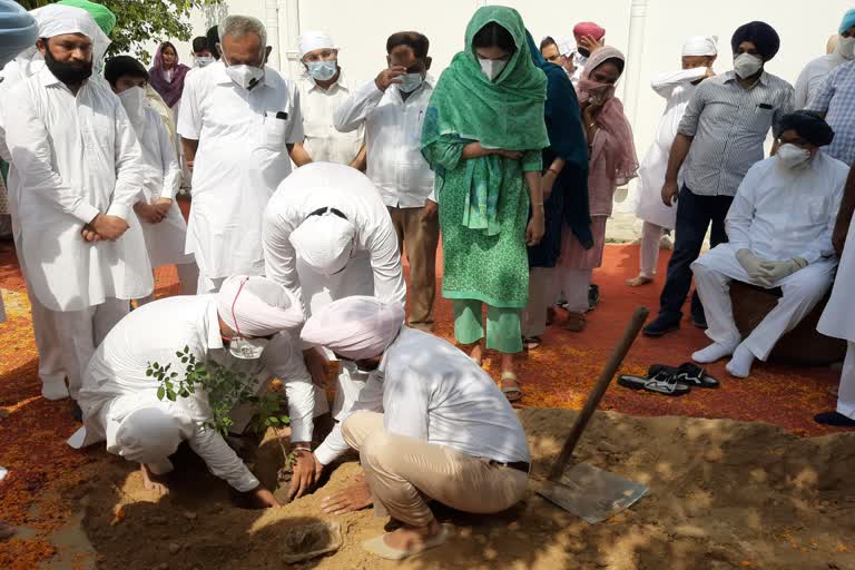 ਪਿਤਾ ਗੁਰਦਾਸ ਬਾਦਲ ਦੀ ਯਾਦ 'ਚ ਮਨਪ੍ਰੀਤ ਬਾਦਲ ਨੇ ਲਾਇਆ ਟਾਹਲੀ ਦਾ ਬੂਟਾ