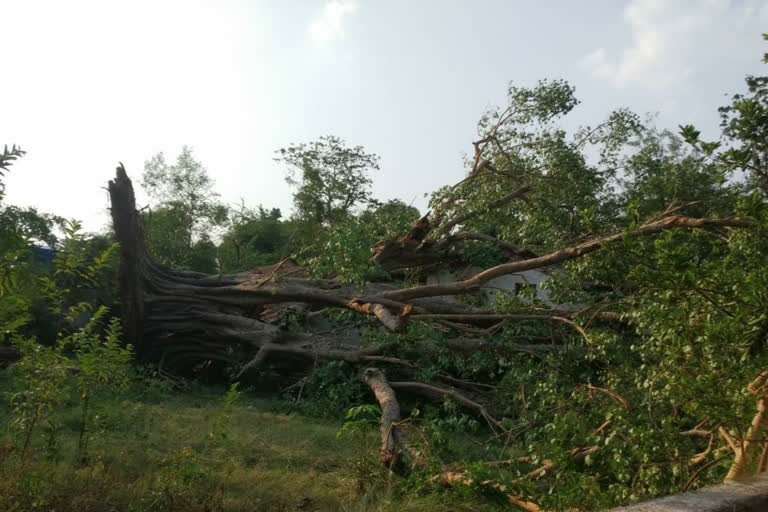 heavy damaged after  hail storm and rainfall in bemetara