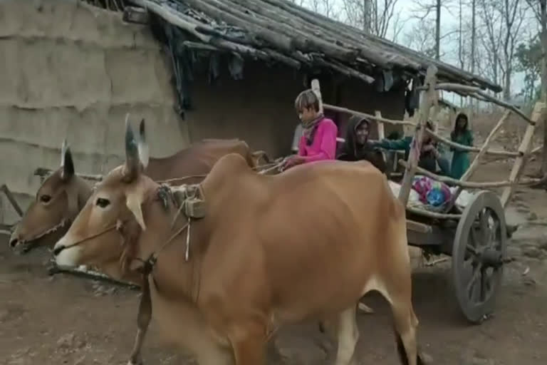 family-brought-dead-body-on-bullock