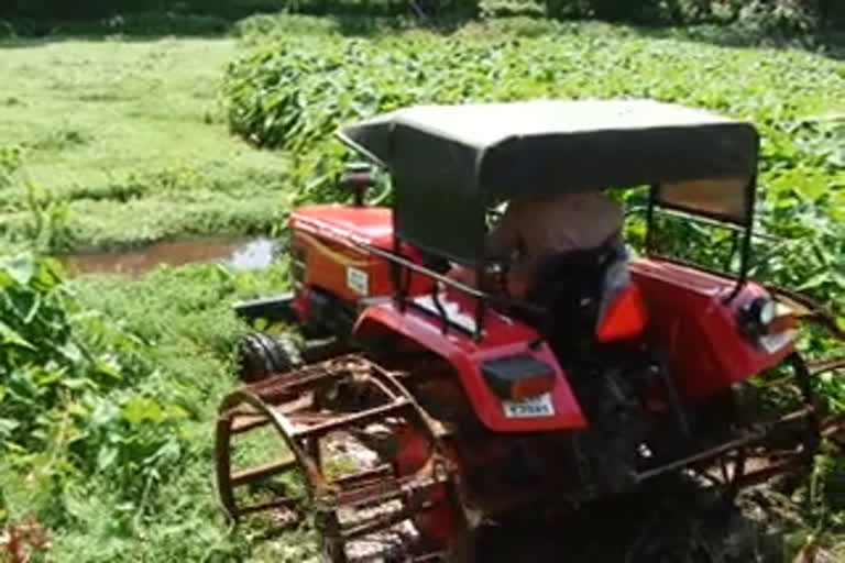 Paddy Cultivation begins  ernakulam latest news  നെല്‍കൃഷി വാര്‍ത്തകള്‍  എറണാകുളം വാര്‍ത്തകള്‍