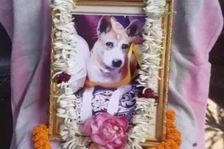 funeral ritual of a dog in burdwan