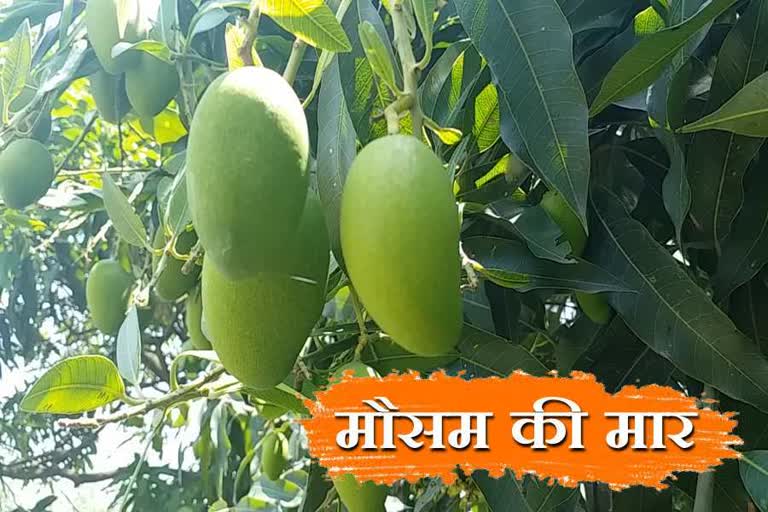 due to Bad weather 70 percent mango crop damage in Yamunanagar