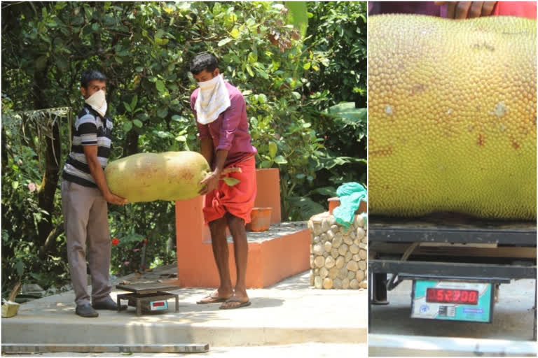 giant-jackfruit  Wayanad  വയനാട്  മാനന്തവാടി  ഗിന്നസ് ബുക്കി  ഭീമൻ ചക്ക