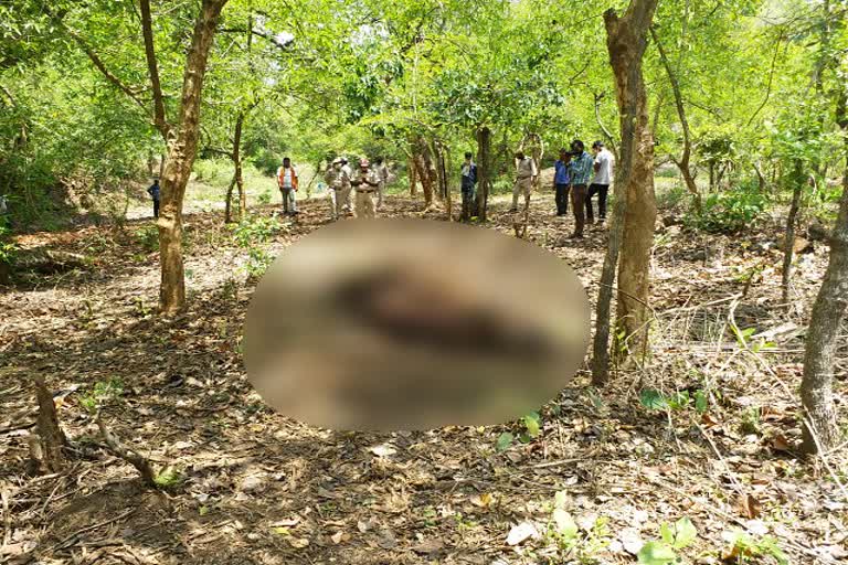 A bison die in Betla National Park area in latehar