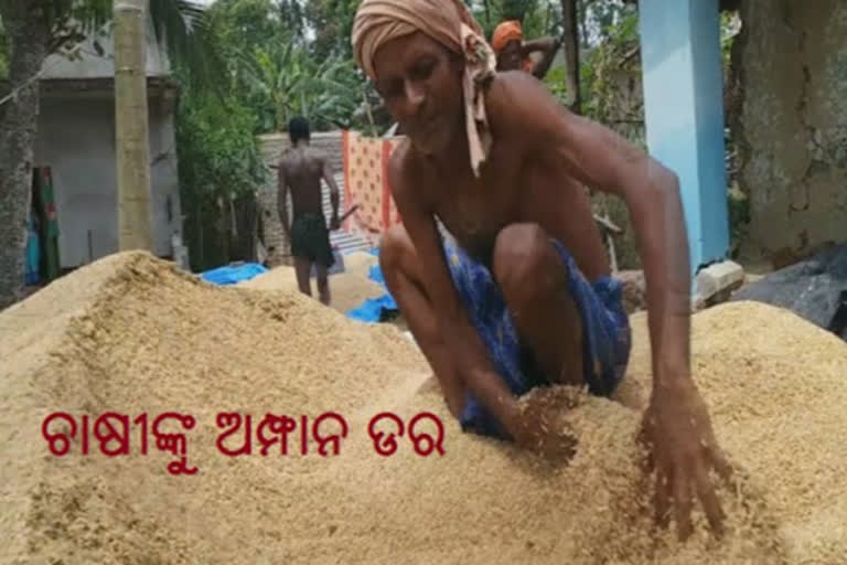 ଆସୁଛି ବାତ୍ୟା: ଖଳାରେ ପଡିଛି ଧାନ, ଚାଷୀ ମୁଣ୍ଡରେ ଚଡକ