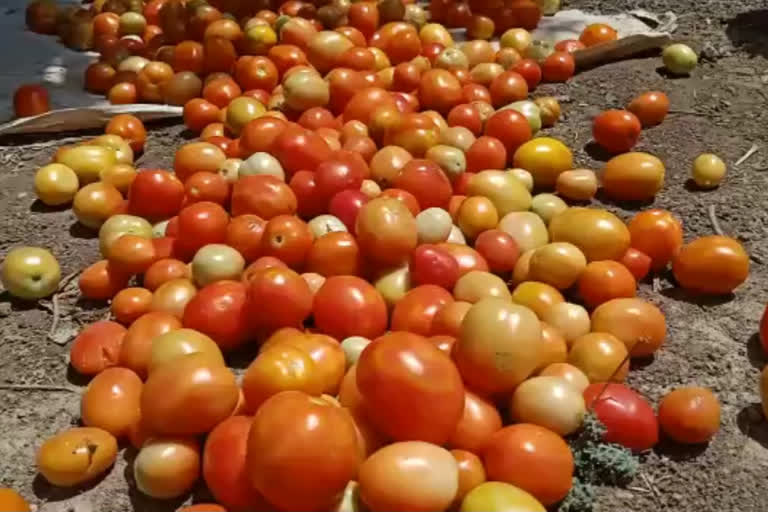 Tomato plantation