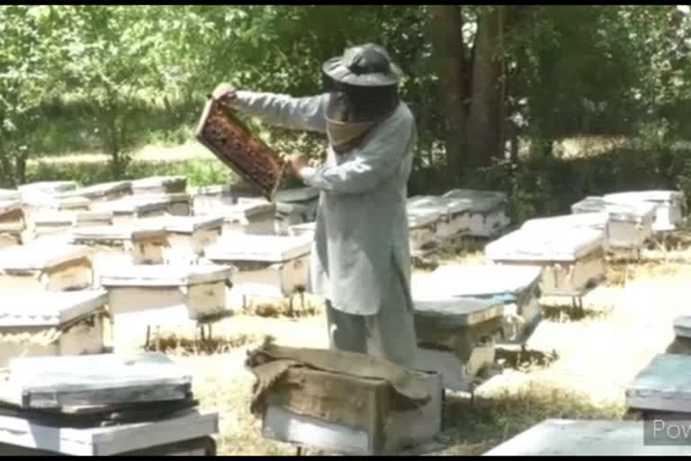 expectation of bee keepers