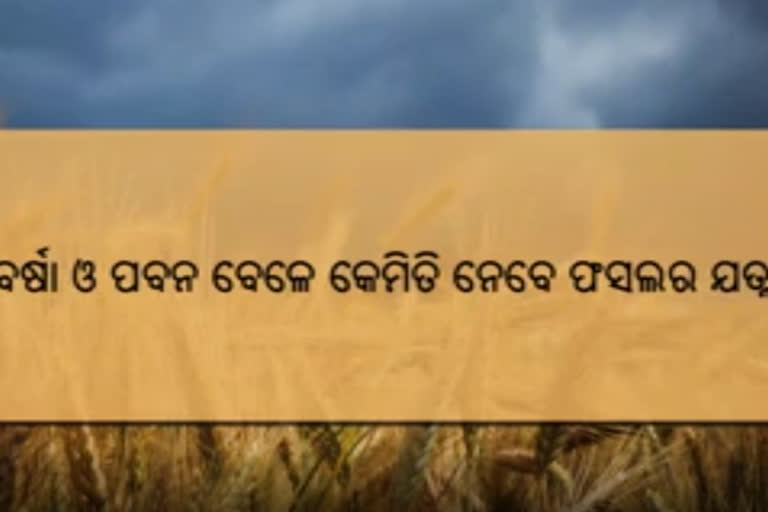 farmers getting video messages, Whatsapp messages, how to protect crops during storms, ଫସଲ ସୁରକ୍ଷା ନେଇ ଚାଷୀଙ୍କୁ ହ୍ବାଟ୍ସଆପ ମେସେଜ, ବାତ୍ୟା ବେଳେ ଫସଲ ସୁରକ୍ଷା, କୃଷି ବିଭାଗ, କୃଷି ମନ୍ତ୍ରୀ ଅରୁଣ କୁମାର ସାହୁ , ଭୁବନେଶ୍ବର ଖବର, ବାତ୍ୟା ଅମ୍ଫାନ