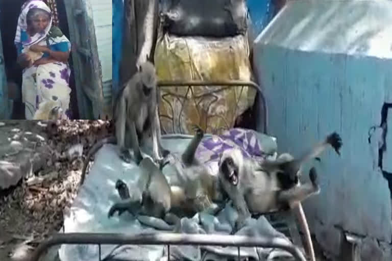 In Itarsi the woman gives food and water to the monkey