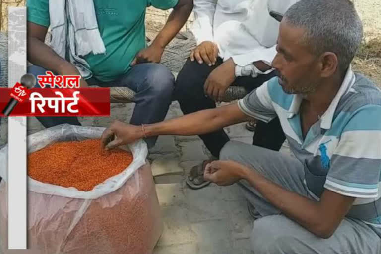 farmer of kamra villege faridabad upset due to no sale of saffron