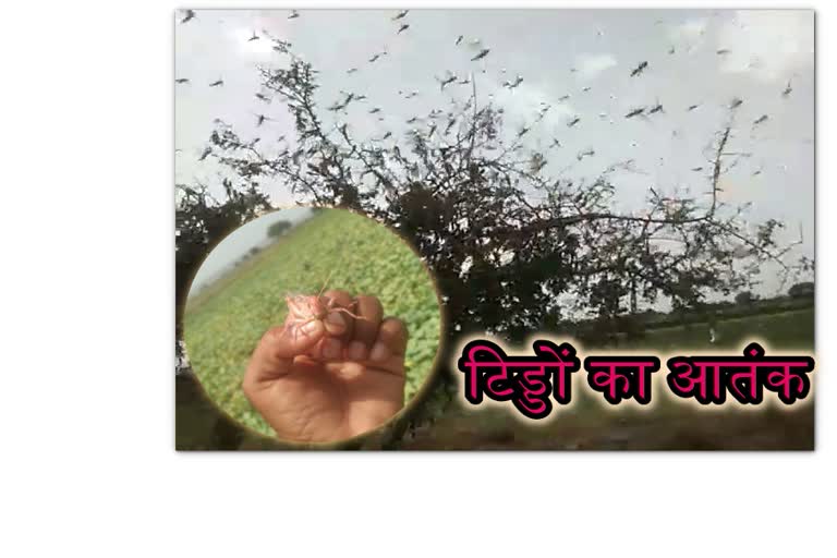 Locust attack on crops