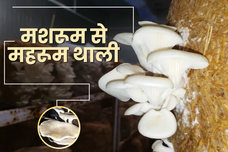 600 crores loss in mushroom sector