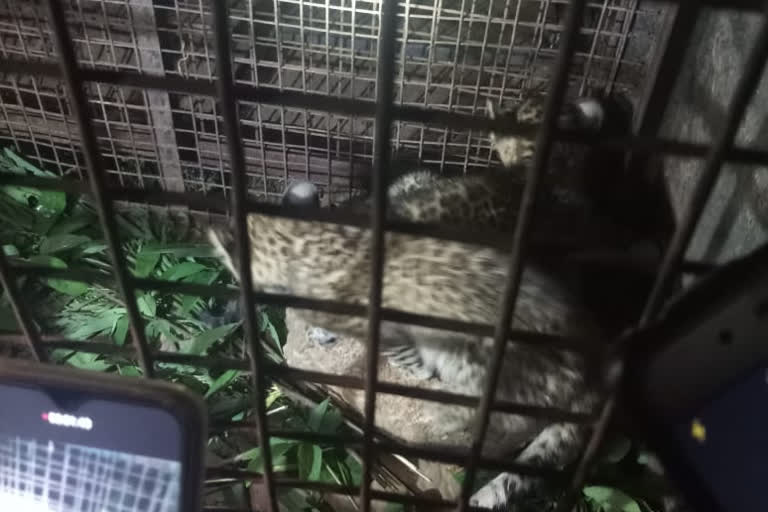 Cheetahs are captured