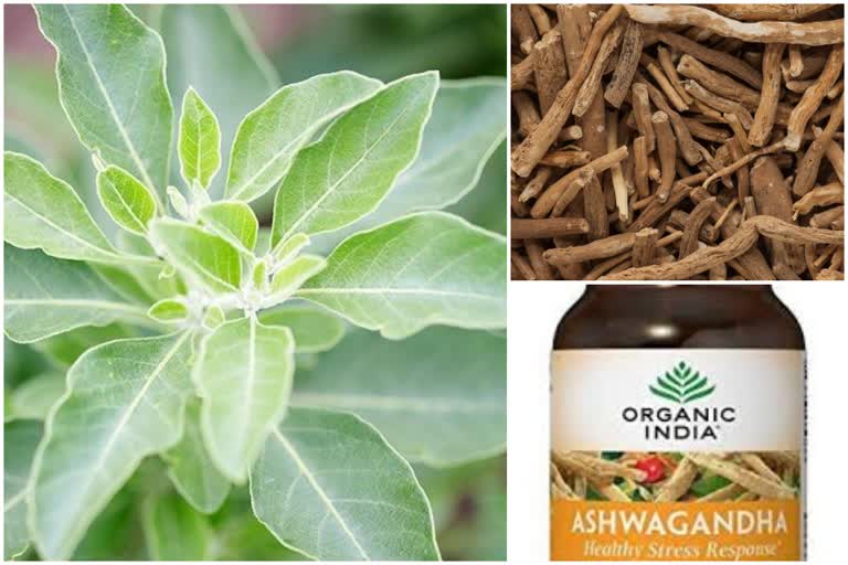 Medicine for corona with ashwagandha