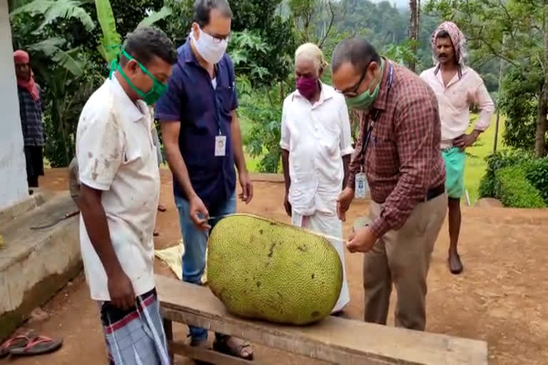 jack fruit found in wayanadu  world's heaviest jack fruit kerala news  ഏറ്റവും വലിയ ചക്ക വയനാട്ടിൽ  ഭീമൻ ചക്ക വയനാട്  തേന്‍വരിക്ക ലോക റെക്കോഡിലേക്ക്  തേന്‍വരിക്ക തവിഞ്ഞാൽ