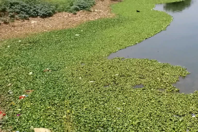 Ratnasagar pond is filled with watercress in aagar