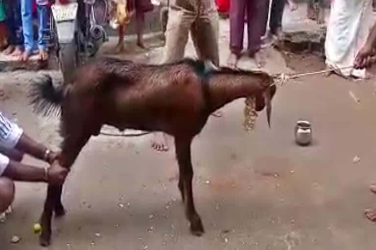 People made special pooja for Annamma devi at Bangalore