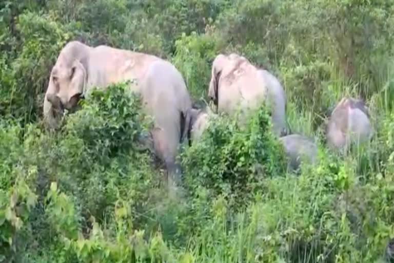 man-elephant-conflict-in-golaghat