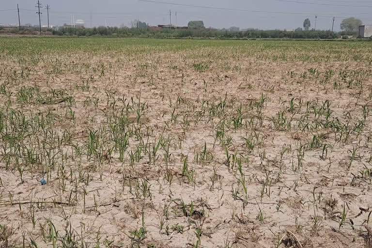 Kharif crops  lockdown  coronavirus  farmers  Untimely rains  defective seeds  ലോക്ക്‌ ഡൗണും മഴയും; പ്രതിസന്ധിയെന്ന് കര്‍ഷകര്‍  ലോക്ക്‌ ഡൗണ്‍  Untimely rains, defective seeds bring hardship to farmers amid lockdown  lockdown