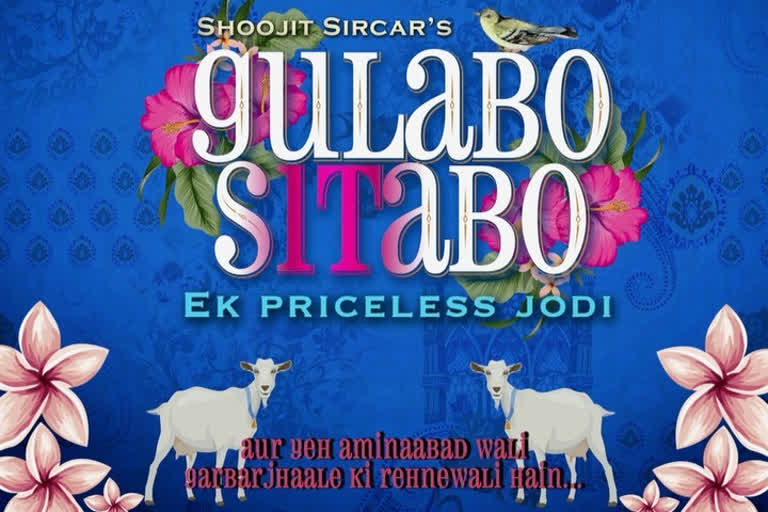 gulabo sitabo, ETVbharat