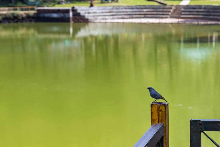 உலக உயிரிப்பன்மைய நாள்