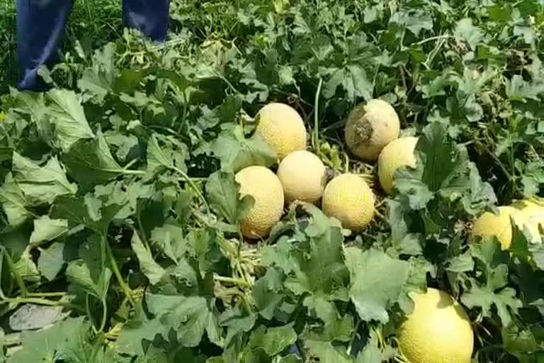 yamunanagar Melons are rotting in the fields