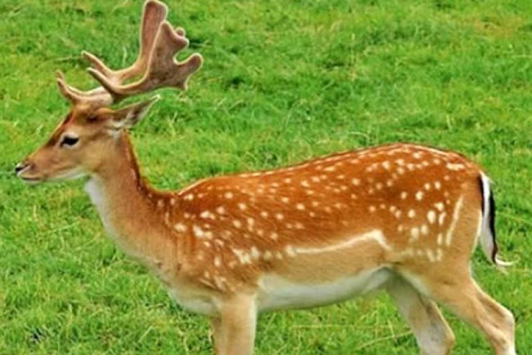 Hunters hunted a deer in chatra