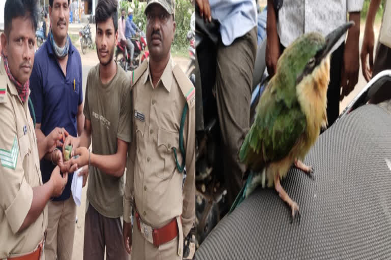 A rare bird handed over to forest officials due to ETV Bharat story