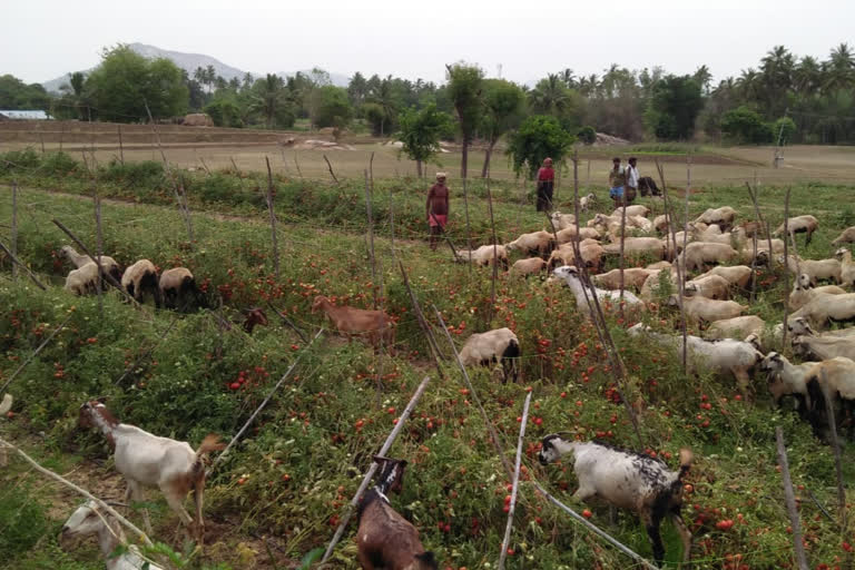 amota faremrs facing problems due to lockdown not able to cutting tamotas weasting the field in chittoor dst