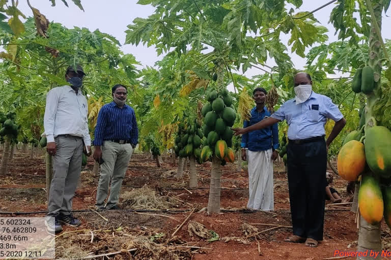 Kanakagiri papaya