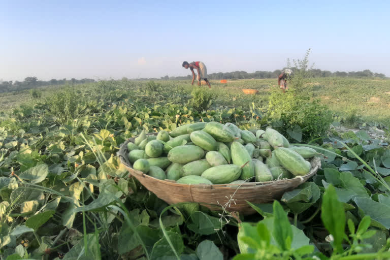 farmers worried  due to Lockdown