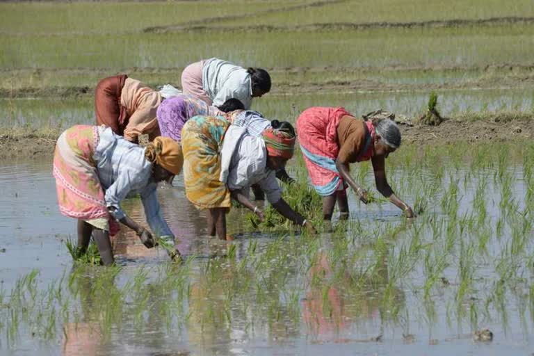 rohtak farmers upset due to workers' return home