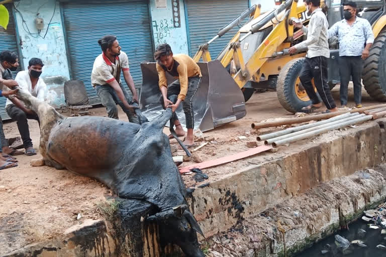 نالے میں گرنے سے گائے کی موت