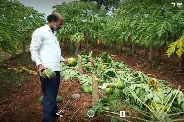 Elephant attacks on forms : 2 lakhs worth of crop damage