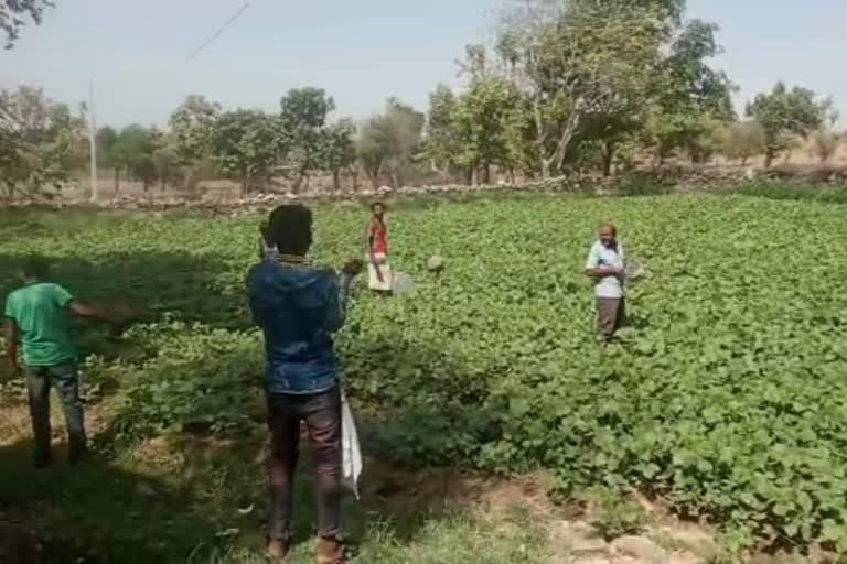 देवगढ़ क्षेत्र में टिड्डियों का बड़ा, Locust attack in Rajsamand, locust attack in Deogarh region