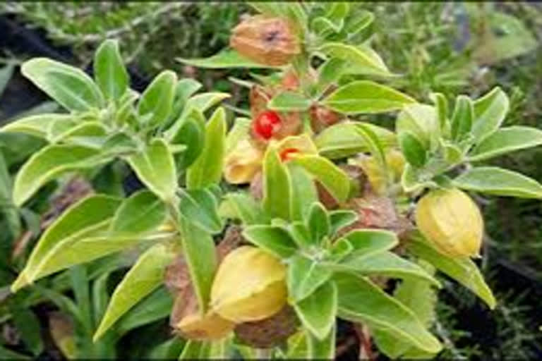 ashwagandha-can-be-effective-covid19-preventive-drug-finds-research-by-iit-delhi-and-japans-aist