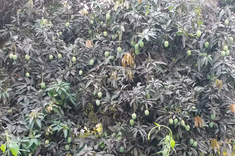 fight in katihar due to mango dispute