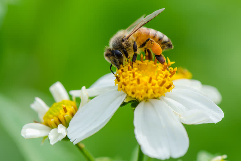 World Bee Day 2020