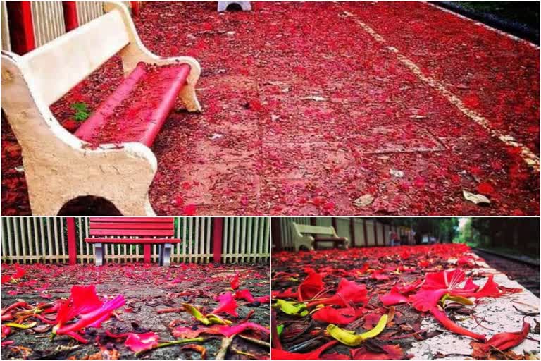 gulmohar blooms melattoor railway station  gulmohar blooms kerala  വാകപ്പൂക്കള്‍ മേലാറ്റൂർ റെയിൽവേ സ്റ്റേഷൻ  കേന്ദ്ര റെയിൽവേ മന്ത്രി പിയുഷ് ഗോയല്‍  റെയില്‍വേ മന്ത്രാലയം മേലാറ്റൂർ റെയിൽവേ സ്റ്റേഷൻ