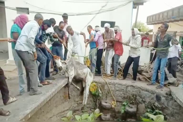 Rescued a cow from a well