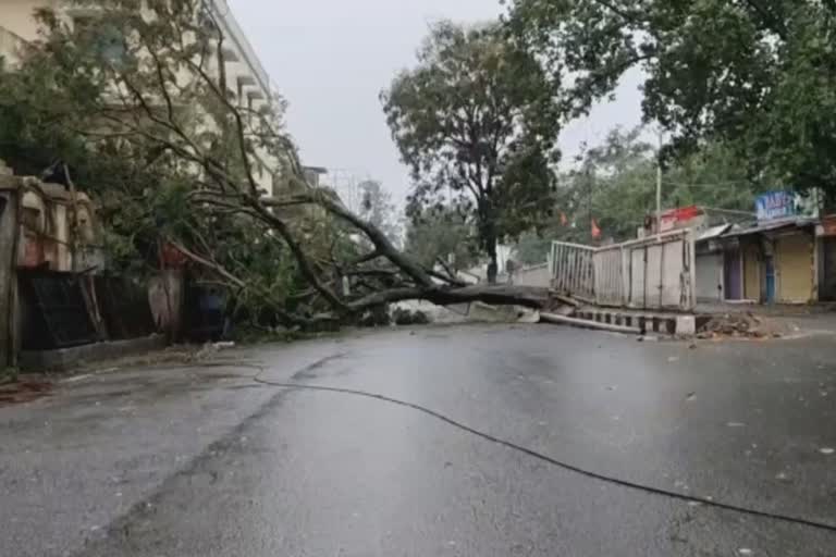 ବାତ୍ୟା ପ୍ରଭାବରେ ବଢୁଛି ପବନ, ଭଦ୍ରକରେ ଭାଙ୍ଗିଲା ଗଛ