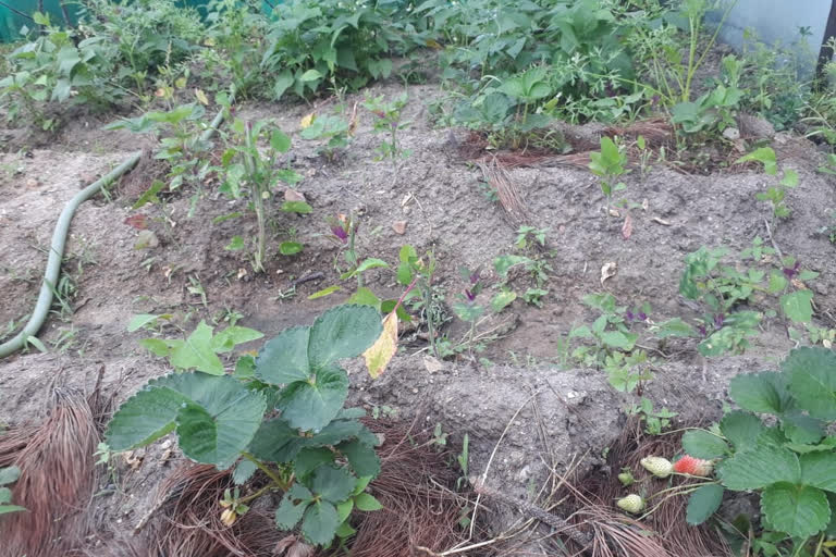 uttarakhand farmers grow strawberries amid corona crisis