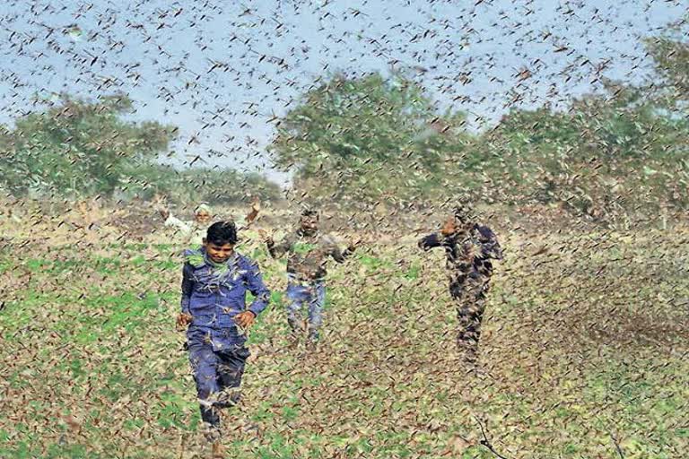 चूरू सरदारशहर न्यूज, सरदारशहर में टिड्डी दल, टिड्डी दल मे फसल की बर्बाद, Churu Sardarshahar News, Grasshopper in Sardarshahar, Grasshopper destroyed the crop