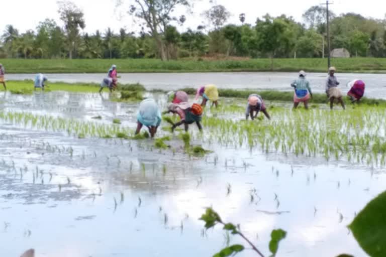 Where is a comprehensive agriculture policy?  விரிவான விவசாயக் கொள்கை எங்கே  தெலங்கானா  விரிவான விவசாயக் கொள்கை  விரிவான விவசாய முறை  தெலங்கானா விரிவான விவசாயக் கொள்கை  தெலங்கானா  telangana  comprehensive agriculture.  comprehensive agriculture policy