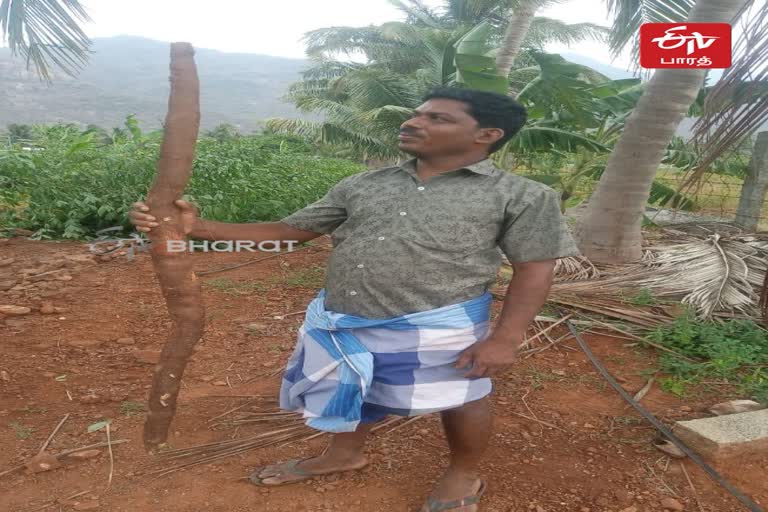 Five-foot-long tapioca yields in Erode