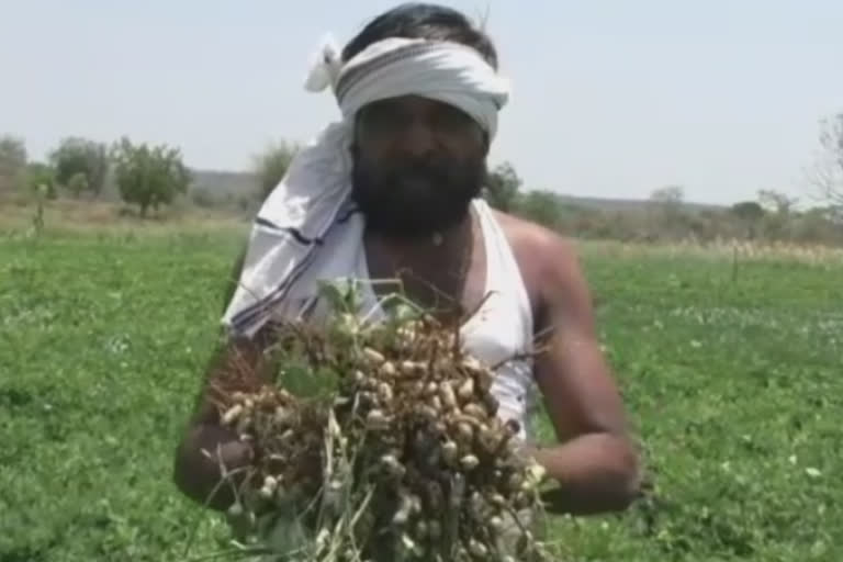 Groundnut crop not sales due to corona pandemic in yavtmal