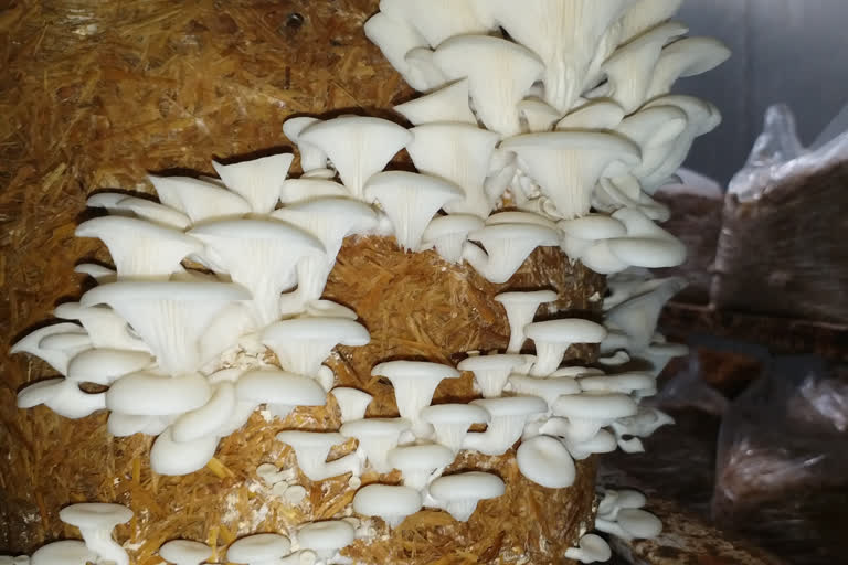 Mashroom farmers suffer heavy blow due to coronavirus